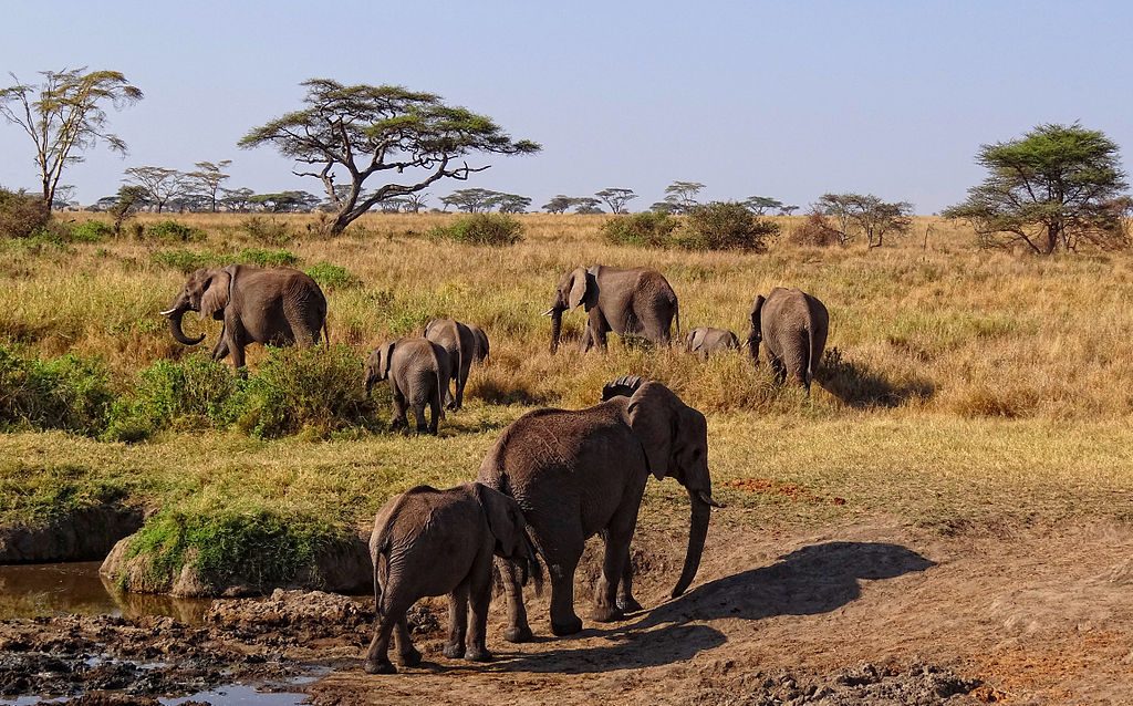 serengeti-african-elephants-author-bjorn-christian-torrissen