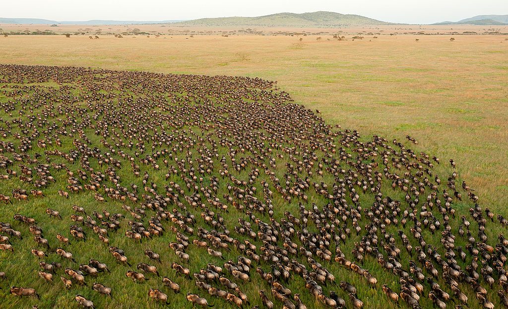 serengeti_national_park_tanzania-author-daniel-rosengren
