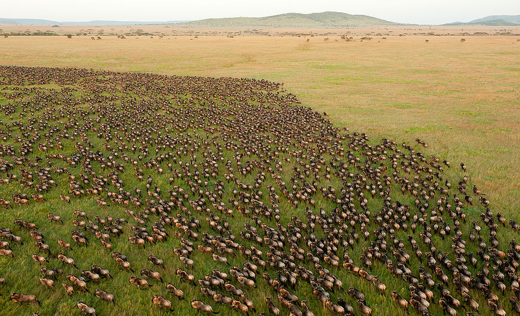 tour-serengeti-special-tanzania