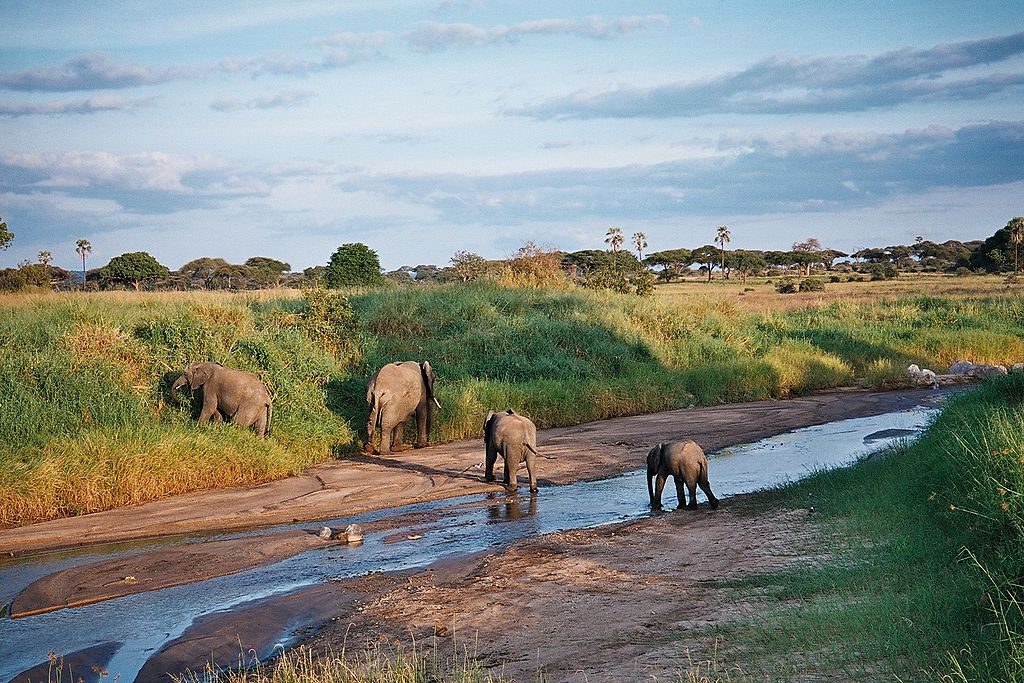 tarangire_river-foto-di-clem23
