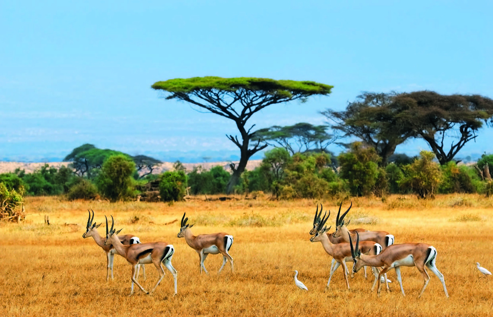 tour-serengeti-special-tanzania