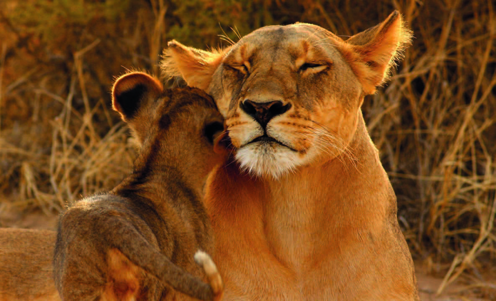 tour-serengeti-special-tanzania3