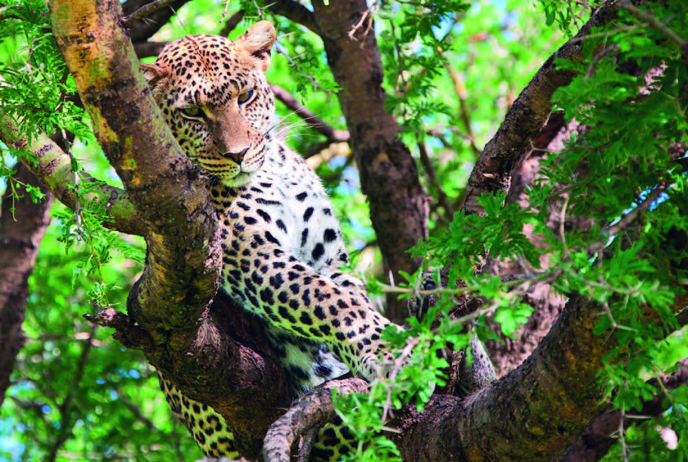 tour-serengeti-special-tanzania4