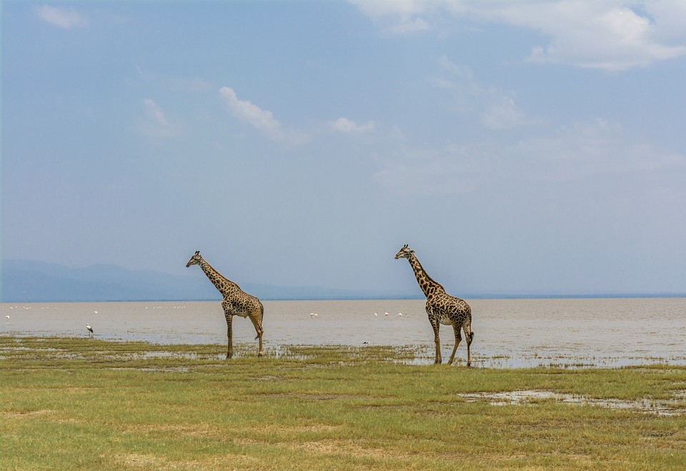 MANYARA GIRAFFE