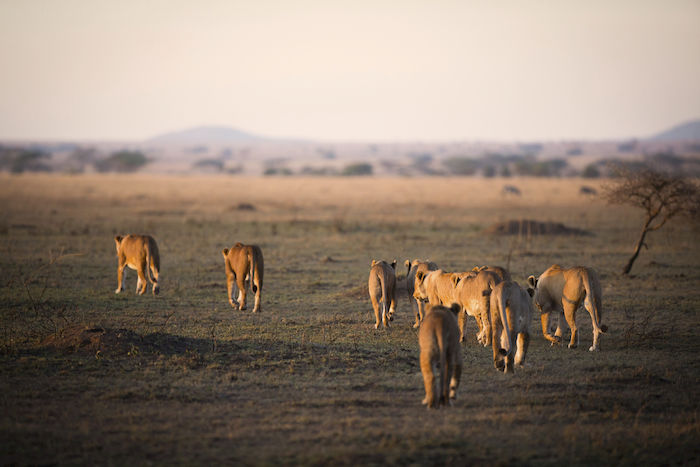 NGORONGORO LEONI