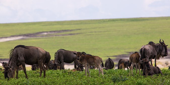 NGORONGORO PARCO RISERVA