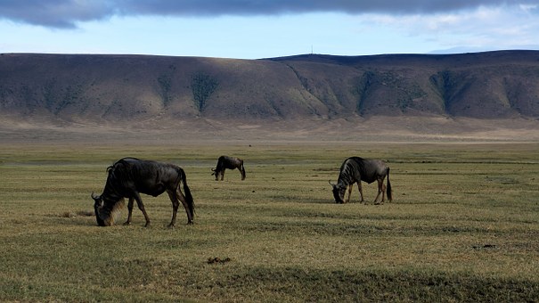 NGORONGORO PARCO