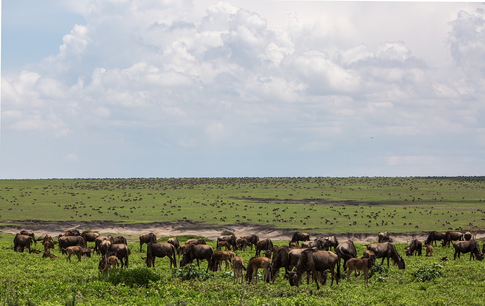 NGORONGORO RISERVA PARCO