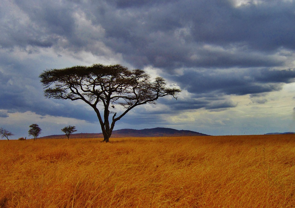 SERENGETI ALBERO