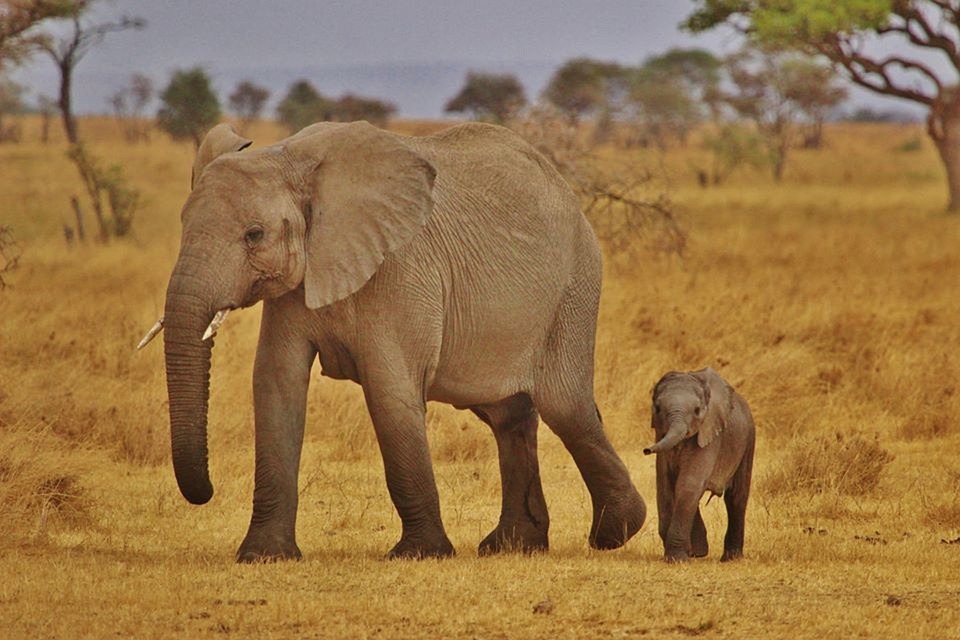 SERENGETI ELEFANTI