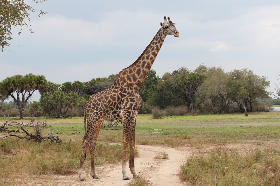 SERENGETI GNU