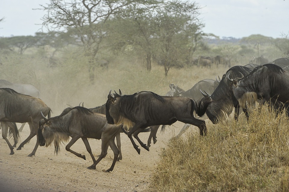 serengeti_national_park_tanzania-author-daniel-rosengren