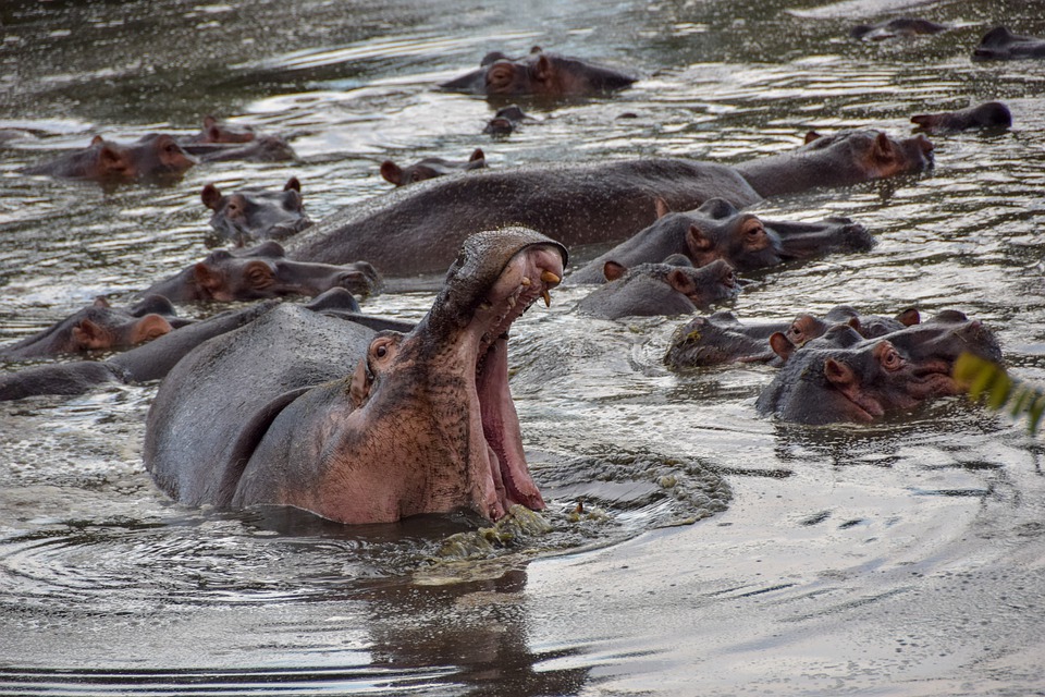 SERENGETI IPPOPOTAMI