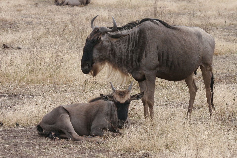 TARANGIRE GNU