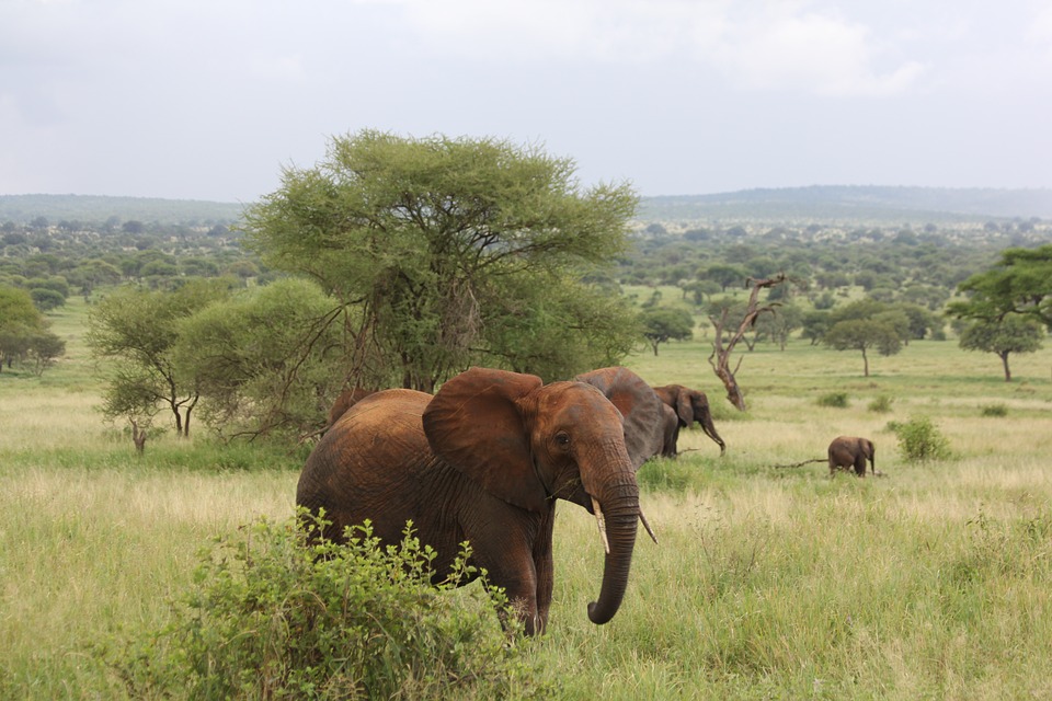 TARANGIRE PARCO ELEFANTE