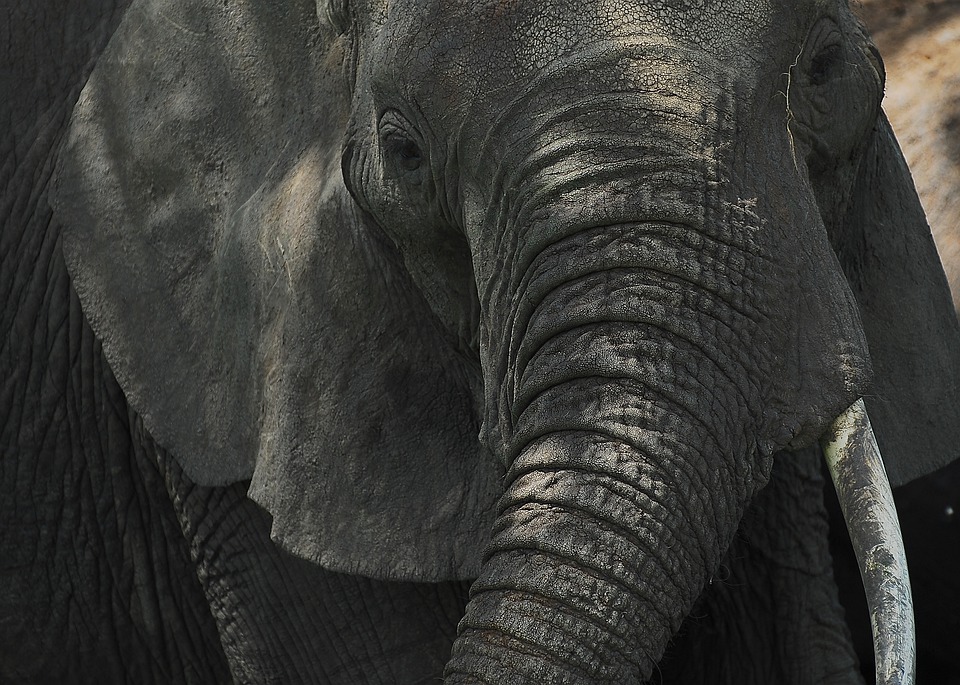 TARANGIRE PELLE ELEFANTE