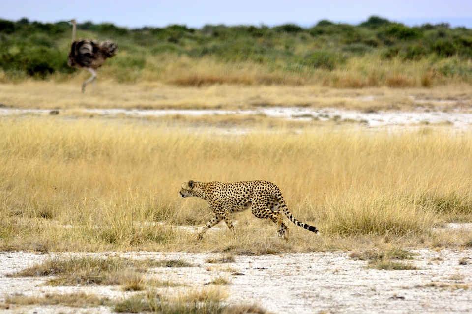 Tarangire GHEPARDO