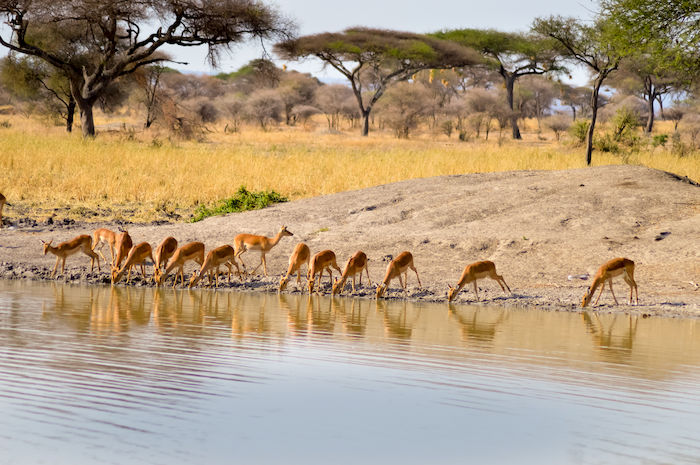 Tarangire lago