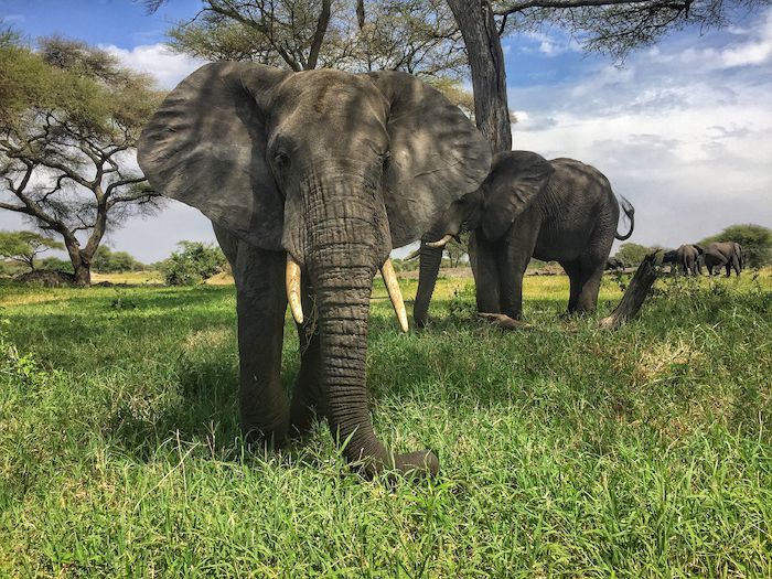 TARANGIRE PELLE ELEFANTE