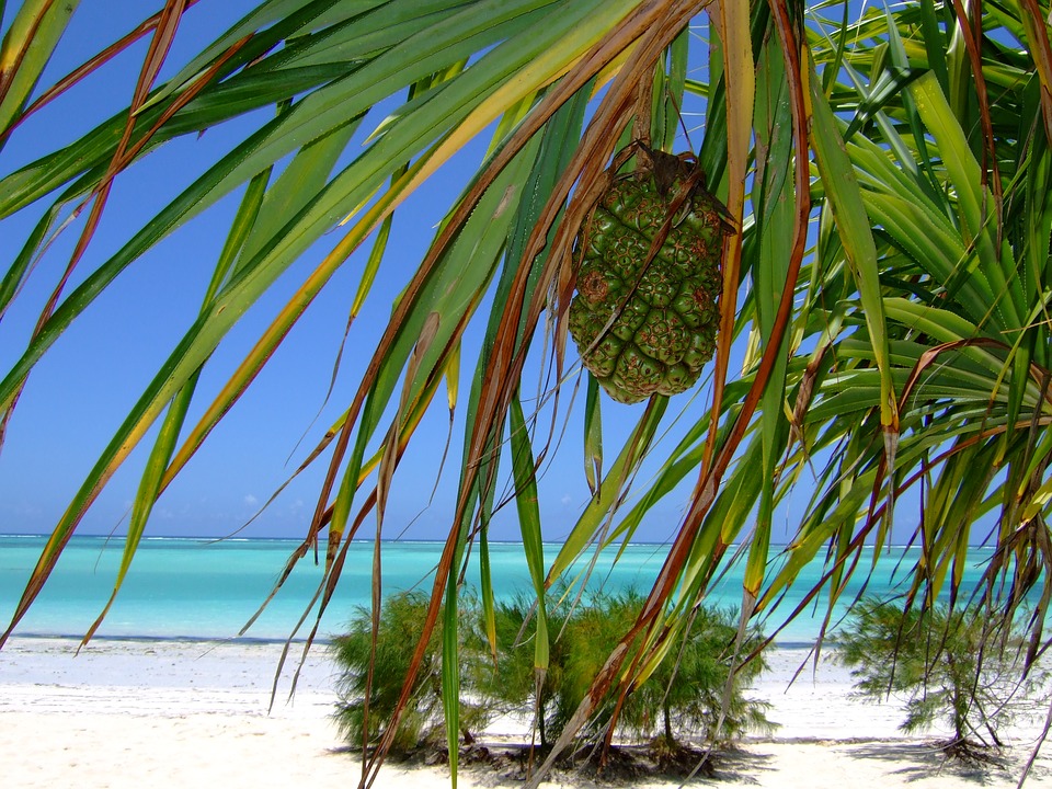ZANZIBAR SPIAGGIA FRUTTA