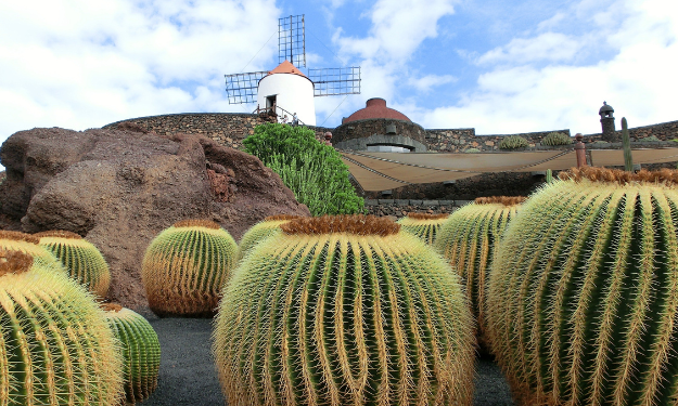 Cactus Lanzarote