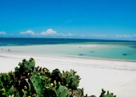 Veduta panoramica della spiaggia di Watamu dal Garoda Resort durante il fenomeno della bassa marea, con una duna di sabbia bianca accecante che emerge dalle sfumature turchesi dell'oceano Indiano. In primis spicca una pianta di cactus verde con piccoli fiori chiari, mentre sullo sfondo si stagliano un cielo azzurro limpido e alcune nuvole bianche all'orizzonte.