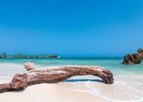 Un grande tronco d'albero levigato dal mare adagiato sulla riva di sabbia bianca finissima al Medina Palms Watamu. L'acqua dell'oceano sfuma dal verde smeraldo al turchese, lambendo rocce coralline che affiorano dal mare sotto un cielo terso e totalmente privo di nuvole.
