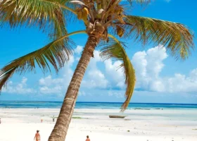 Una maestosa palma da cocco in primo piano sulla spiaggia di sabbia bianca finissima del Sultan Sands Island Resort durante la bassa marea