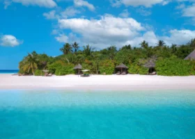 Spiaggia di sabbia bianca finissima di Coco Palm Dhuni Kolhu fotografata dalla laguna, isola di Dhuni Kolhu, Atollo di Baa, Maldive: acqua turchese in primo piano che sfuma su tonalità azzurre, lettini e ombrelloni in makuti allineati sul bagnasciuga, fitta vegetazione tropicale con palme da cocco alle spalle e cielo azzurro con nuvole bianche sull'Oceano Indiano.